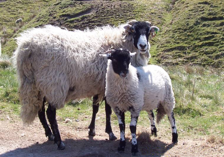 Swaledale Ewe & Lamb